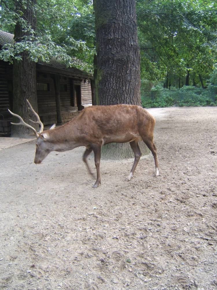 Barbary stag Barbary Stag Cervus elaphus barbarus ZooChat