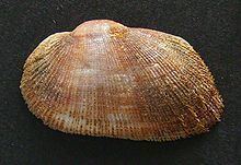 Barbatia novaezelandiae httpsuploadwikimediaorgwikipediacommonsthu