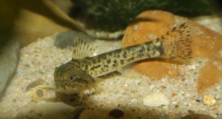 Barbatula Loaches Online Forum View topic looking for info on barbatula