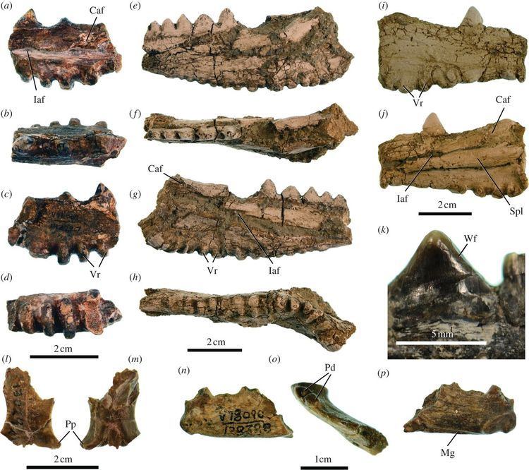 Barbaturex Giant lizards occupied herbivorous mammalian ecospace during the
