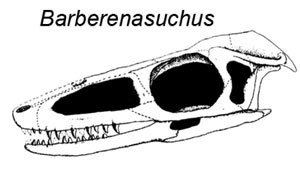 Barberenasuchus httpspterosaurheresiesfileswordpresscom2015