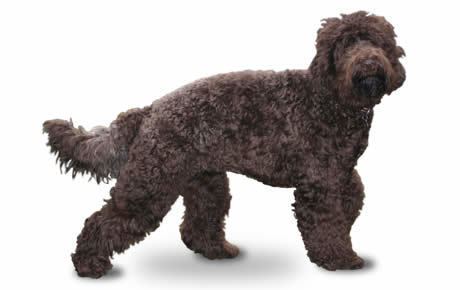 Barbet (dog) Barbet Dog Breed Information Pictures Characteristics amp Facts