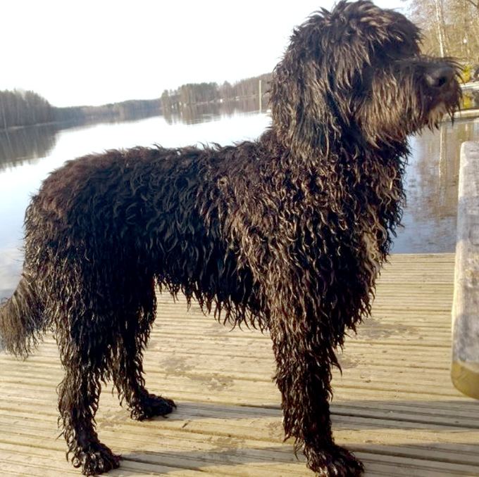 Barbet (dog) Barbet Dog Breed Information Pictures Characteristics amp Facts