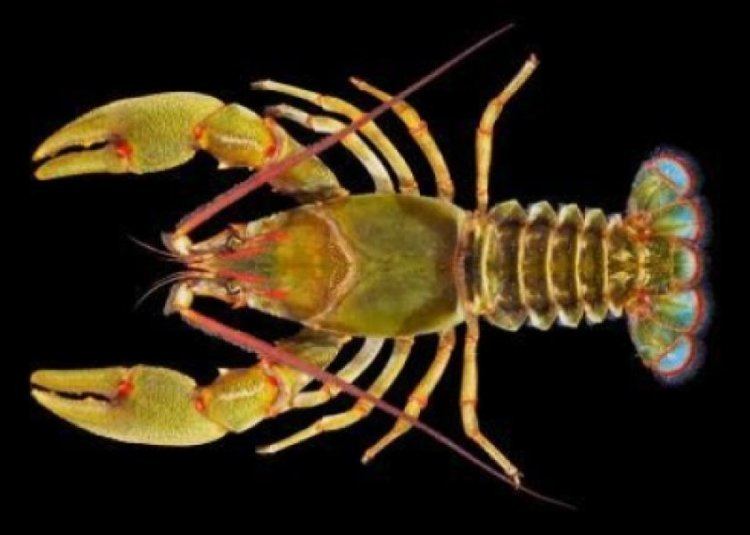 Barbicambarus cornutus Giant crayfish species discovered right under researchers39 noses