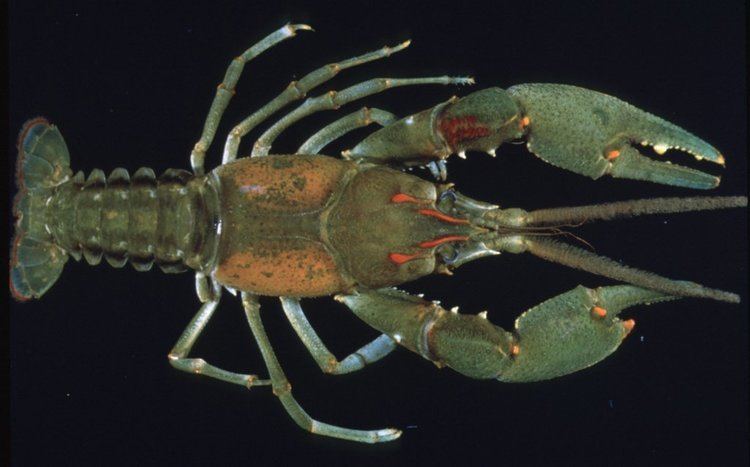 Barbicambarus cornutus Crayfish Taxon Browser Species Page