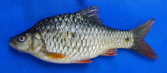 Barbodes Fish Identification