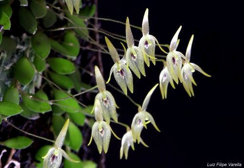 Barbosella Barbosella dusenii Cerca con Google Orchidarium Pinterest
