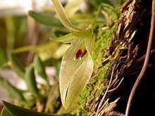 Barbosella australis httpsuploadwikimediaorgwikipediacommonsthu