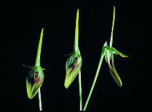 Barbosella dolichorhiza httpsuploadwikimediaorgwikipediacommonsthu