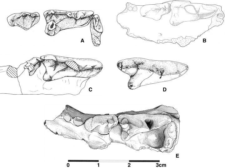 Barbourofelidae A new species of Prosansanosmilus Implications for the systematic