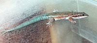Barbour's day gecko httpsuploadwikimediaorgwikipediacommonsthu