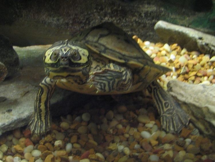 Barbour's map turtle FileBarbour39s Map Turtlejpg Wikimedia Commons