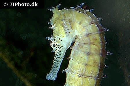Barbour's seahorse Barbour39s seahorse Hippocampus barbouri in aquarium