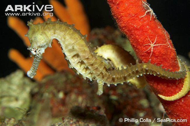 Barbour's seahorse Barbour39s seahorse videos photos and facts Hippocampus barbouri