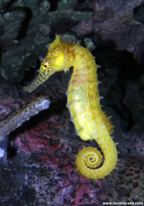 Barbour's seahorse Save Our Seahorses