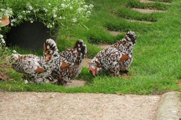 Barbu d'Uccle TWO BARBU d39UCCLE MILLE FLEUR ROOSTERS Honiton Devon Pets4Homes