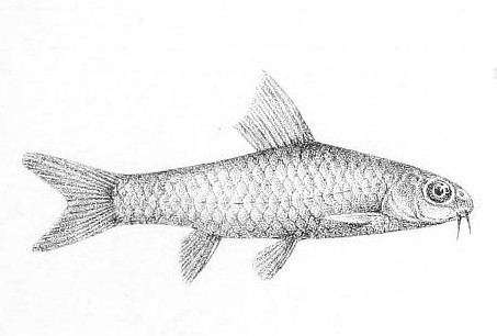 Barbus nigeriensis