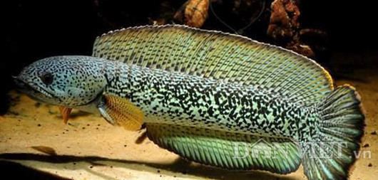 Barca snakehead New ornamental fish appears in Vietnam