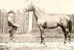 Barcaldine (horse) httpsuploadwikimediaorgwikipediacommonsthu