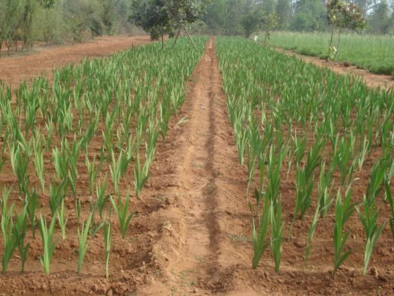 Baripada Culture of Baripada