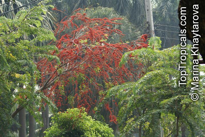 Barnebydendron Barnebydendron riedelii Phyllocarpus riedelii Phyllocarpus