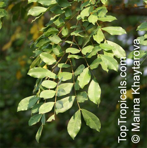 Barnebydendron Barnebydendron riedelii Phyllocarpus riedelii Phyllocarpus