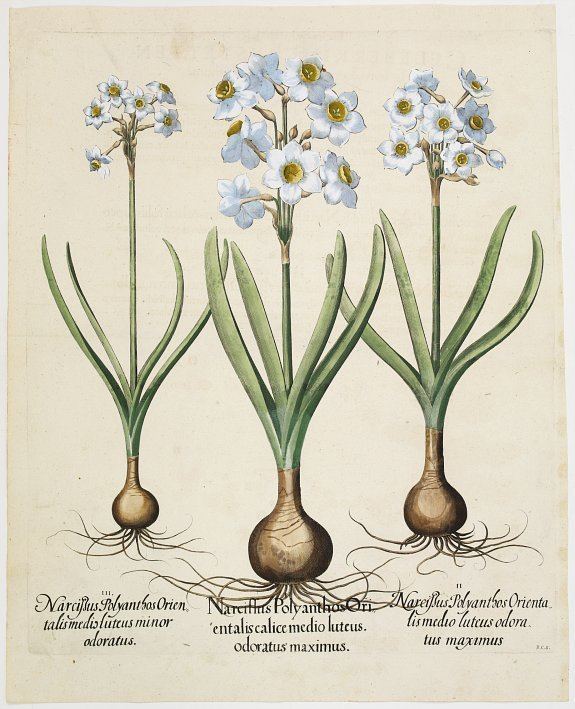 Basilius Besler BASILIUS BESLER Narcissus Polyanthos Orientalis calice