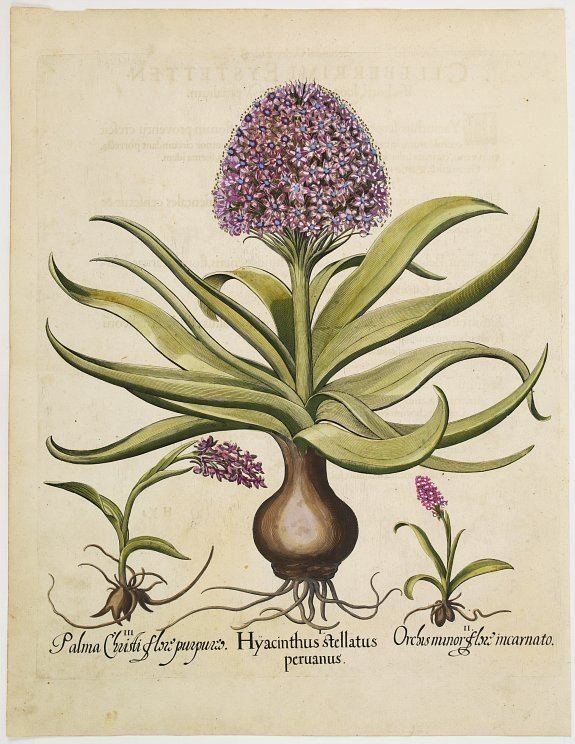 Basilius Besler BASILIUS BESLER Hyacinthus stellatus peruanus