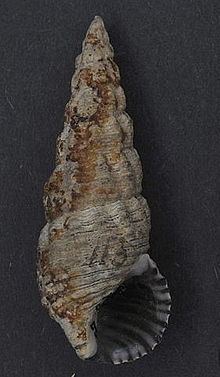 Batillaria australis httpsuploadwikimediaorgwikipediacommonsthu