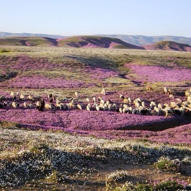 Batna, Algeria Beautiful Landscapes of Batna, Algeria