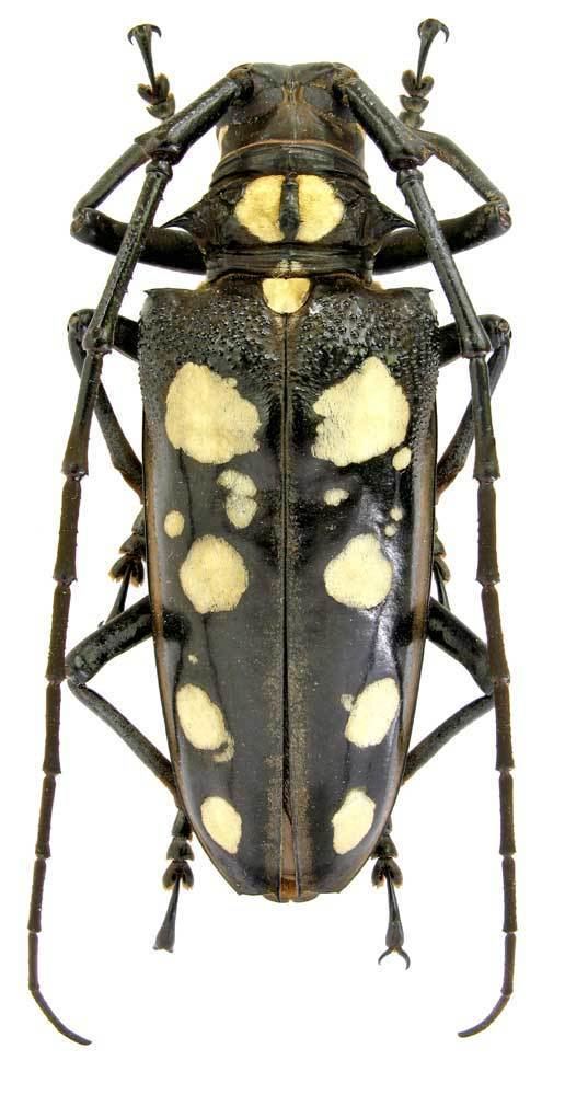 Batocera Batocera roylii Hope 1833 Cerambycidae