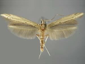 Batrachedra Moth Photographers Group Batrachedra enormis 1413