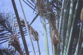 Batrachedra amydraula CHAPTER XII DISEASES AND PESTS OF DATE PALM