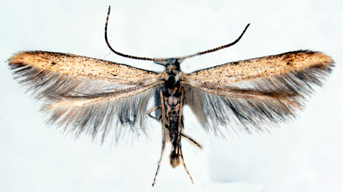 Batrachedra Batrachedra pinicolella Insecta Lepidoptera Batrachedridae