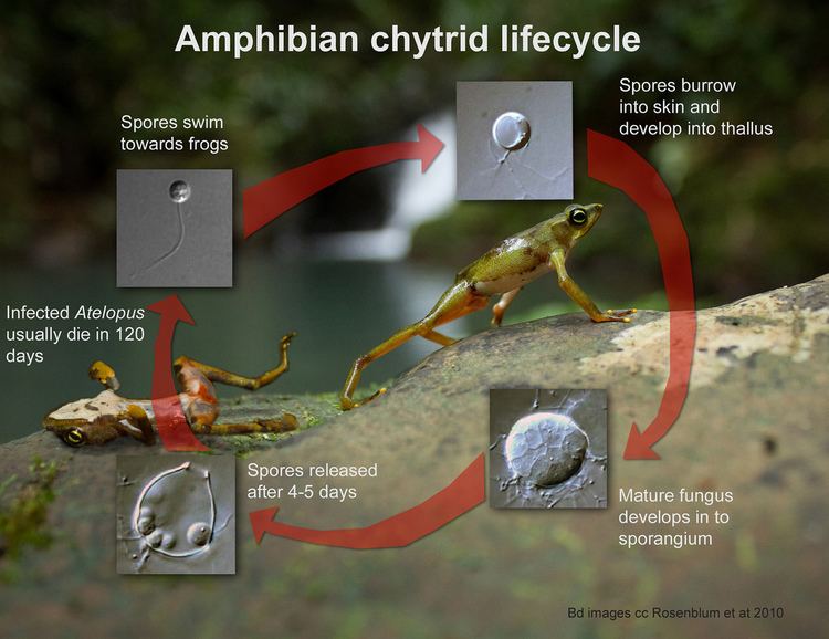 Batrachochytrium dendrobatidis Amphibian chytrid lifecycle Batrachochytrium dendrobatidi Flickr