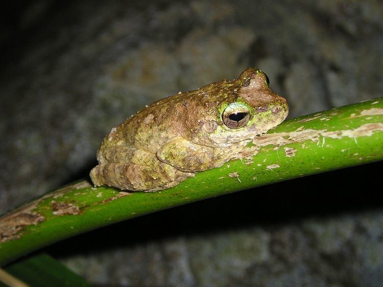 Batrachochytrium dendrobatidis Virulence Mechanisms of the FrogKilling Fungus Batrachochytrium