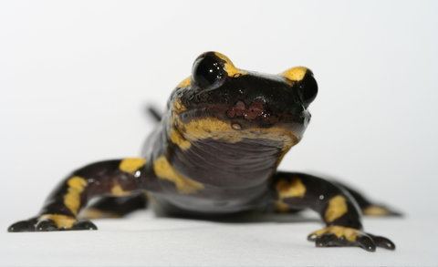 Batrachochytrium salamandrivorans wwwamphibiansorgwpcontentuploads20150131sa