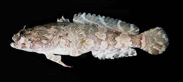 Batrachoididae Fish Identification