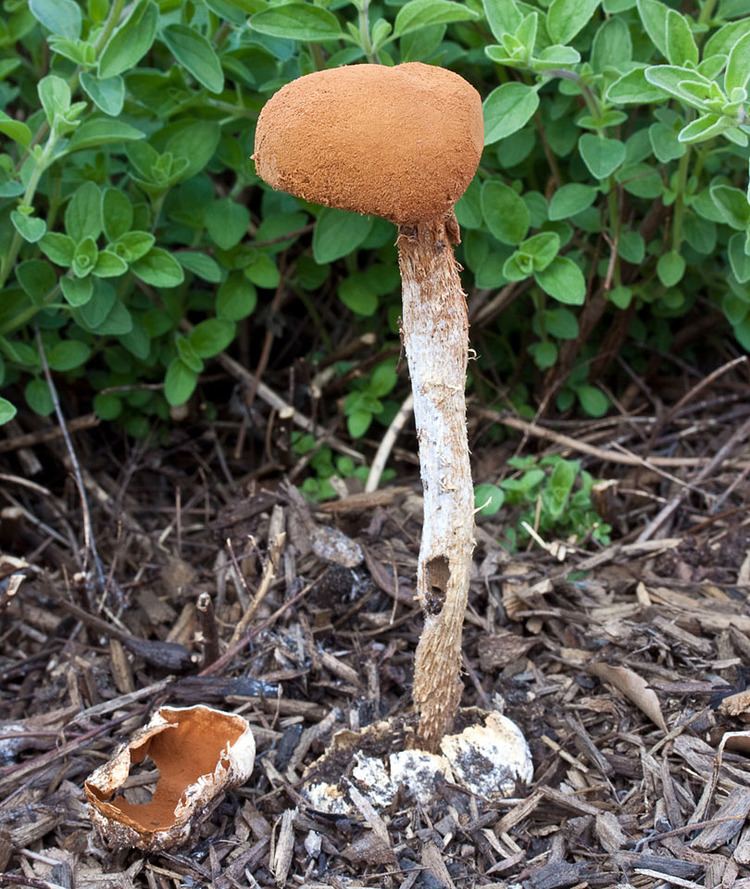 Battarrea phalloides California Fungi Battarrea phalloides