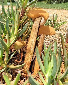 Battarrea phalloides Battarrea phalloides Wikipedia