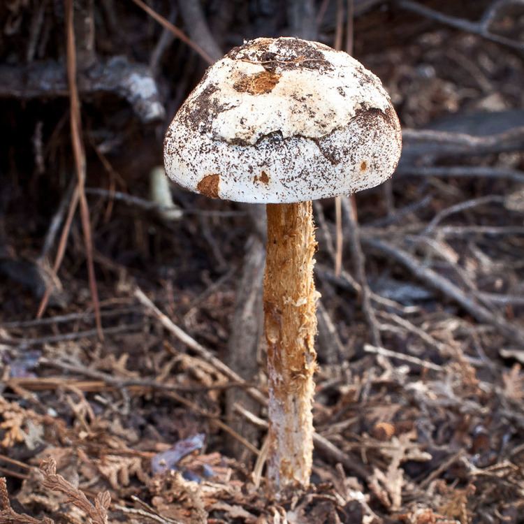 Battarrea phalloides California Fungi Battarrea phalloides