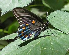 Battus (butterfly) httpsuploadwikimediaorgwikipediacommonsthu