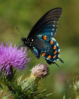 Battus philenor Battus philenor Pipevine Swallowtail Discover Life mobile