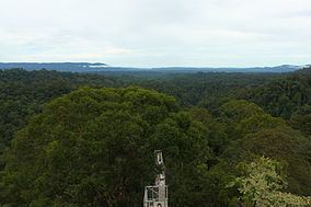 Batu Apoi Forest Reserve httpsuploadwikimediaorgwikipediacommonsthu