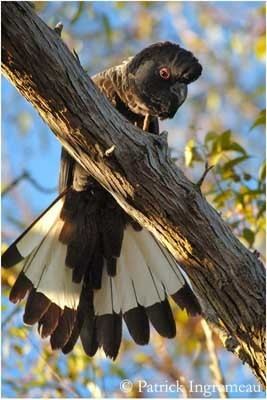 Baudin's black cockatoo Longbilled Black Cockatoo