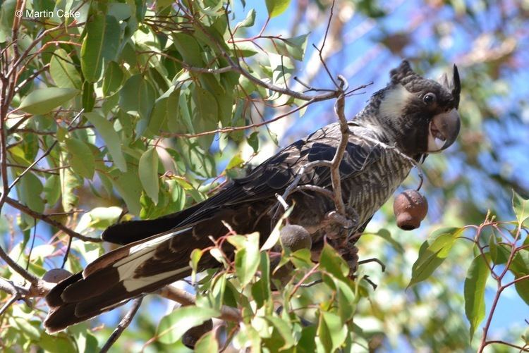 Baudin's black cockatoo Leeuwin Current Birding ID Feature Whitetailed BlackCockatoos