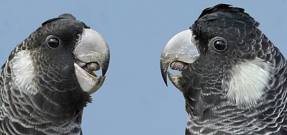Baudin's black cockatoo Identify your BlackCockatoo BirdLife