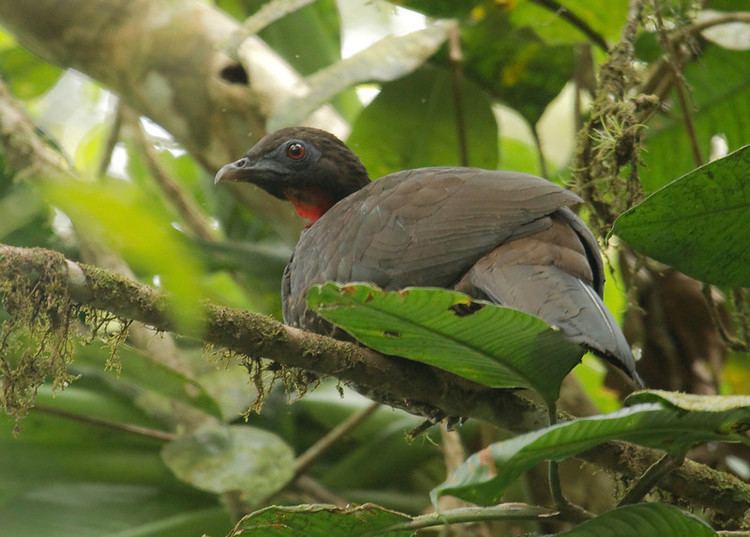 Baudo guan Sapayoa Ecuador Bird Photos Photo Keywords BAUDO GUAN