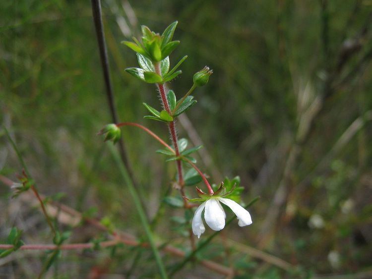 Bauera microphylla