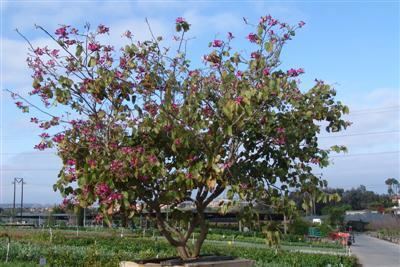 Bauhinia × blakeana BAUHINIA blakeana Evergreen Nursery